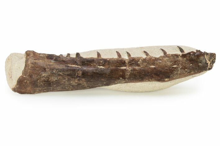 Fossil Mosasaur (Tethysaurus) Jaw - Asfla, Morocco #266936